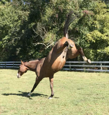horse tack box